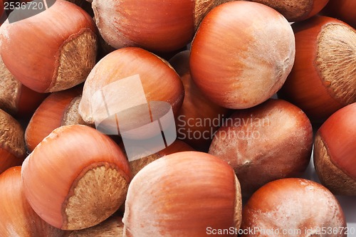 Image of Hazelnuts or filbert