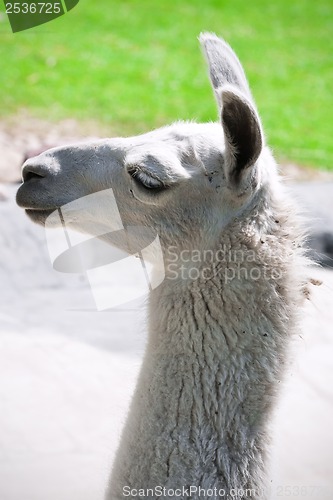 Image of Llama