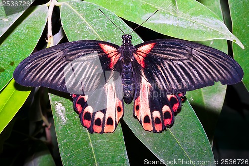 Image of Butterfly