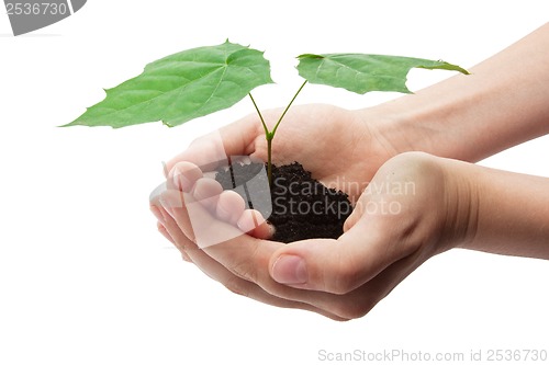 Image of Tree in hands