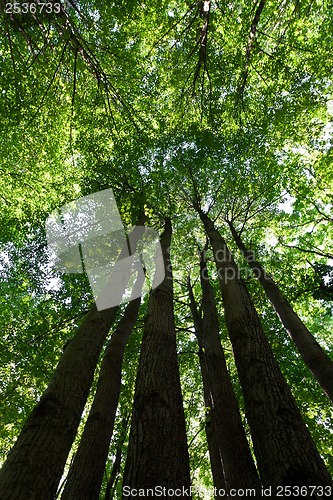 Image of Green forest