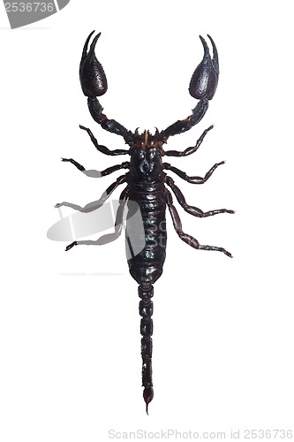 Image of Scorpion