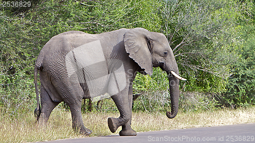 Image of Elephant