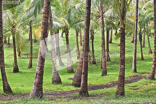 Image of Tropical Island