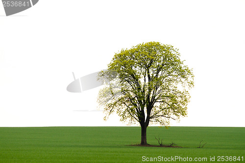 Image of Tree on green field