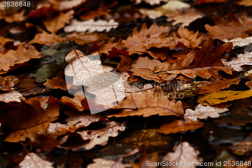 Image of Fallen leaves covered with raindrops