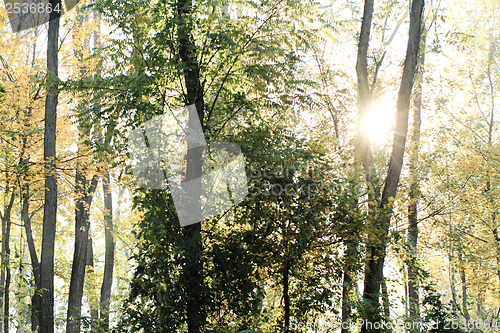 Image of Autumn park
