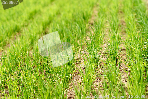Image of Field of green wheat grass