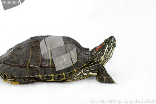 Image of Trachemys scripta elegans