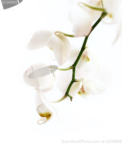 Image of phalaenopsis flower