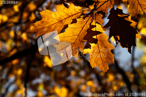 Image of Colorful autumn leaves