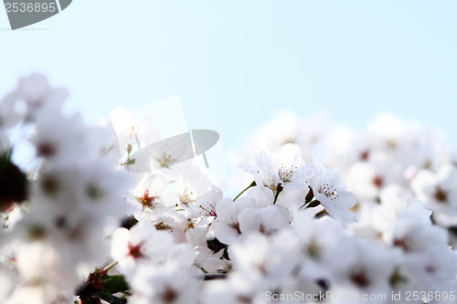 Image of Cherry blossom against