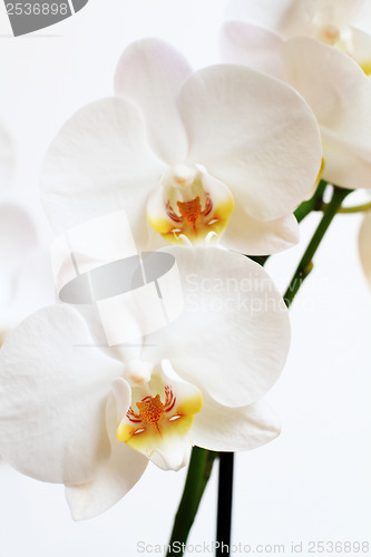 Image of phalaenopsis flower
