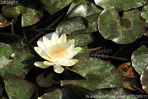 Image of Yellow water lily