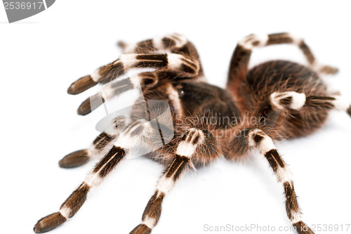 Image of beautiful spider