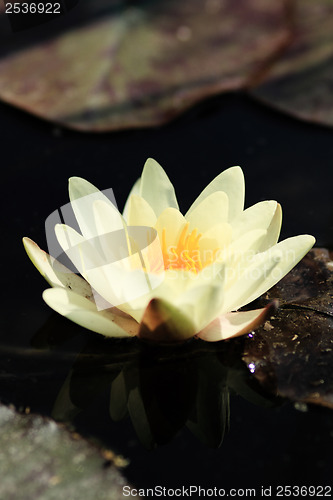 Image of Yellow water lily