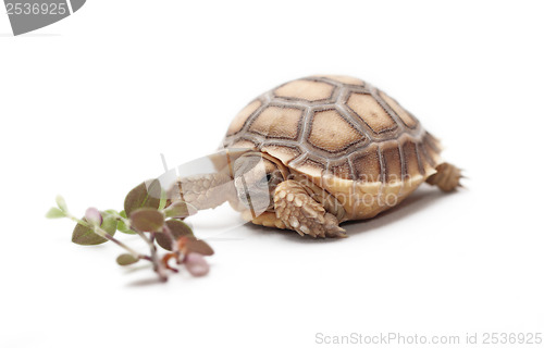 Image of African Spurred Tortoise