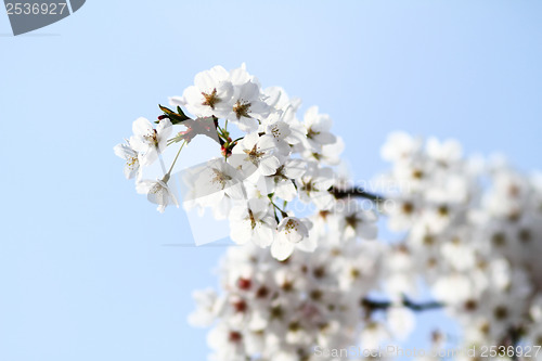 Image of Cherry blossom against