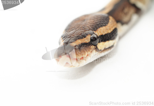 Image of Ball Python close up