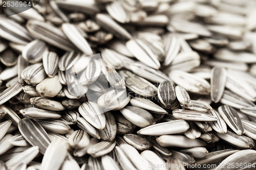 Image of Sunflower seeds