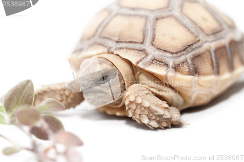Image of African Spurred Tortoise 
