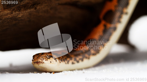 Image of Kenyan Sand Boa