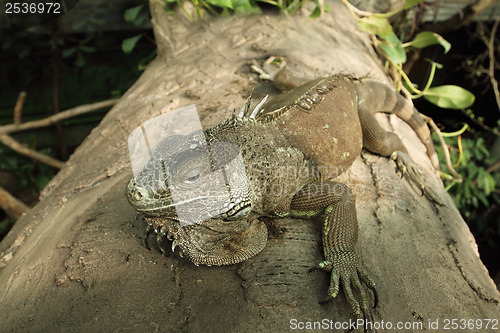 Image of Green iguana (Iguana iguana)