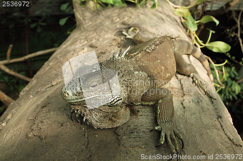 Image of Green iguana (Iguana iguana)