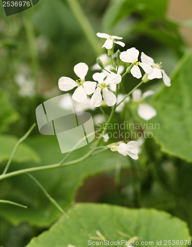 Image of Radish flowers