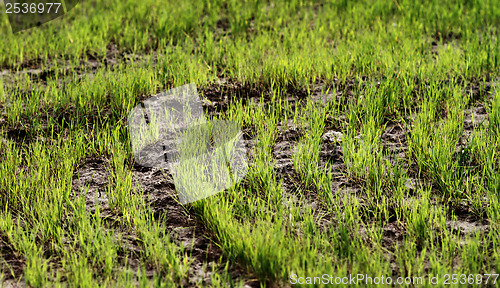 Image of Field of green wheat grass