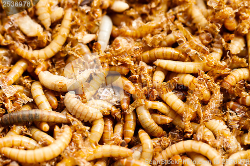 Image of mealworms