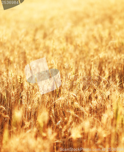 Image of Fields of wheat