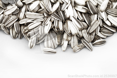 Image of Sunflower seed