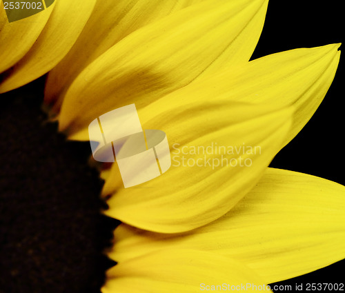 Image of Beautiful yellow sunflower