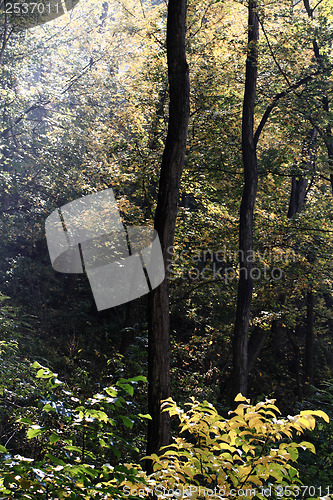 Image of Autumn park