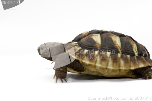 Image of Young turtle on a white background