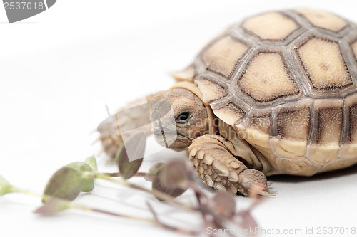 Image of African Spurred Tortoise