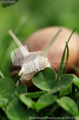 Image of Snail. Helix pomatia.