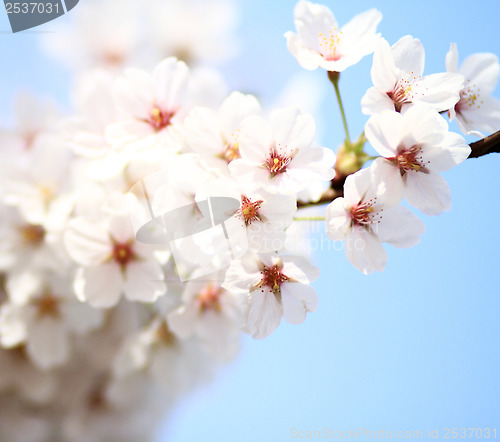 Image of Cherry blossom against