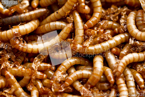 Image of mealworms