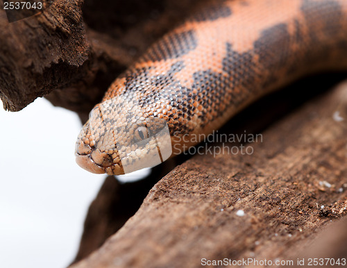 Image of Kenyan Sand Boa