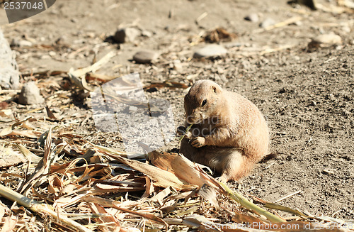 Image of Black-tailed Prairie Dog