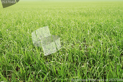 Image of Field of green wheat grass