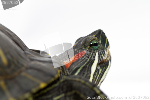 Image of Trachemys scripta elegans