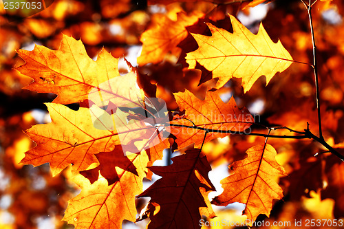 Image of Colorful autumn leaves
