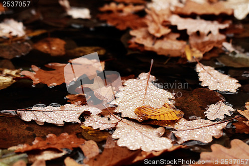 Image of Fallen leaves covered with raindrops