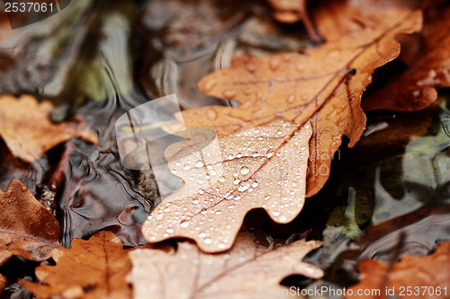 Image of Fallen leaves covered with raindrops