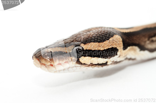 Image of Ball Python close up