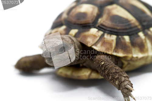 Image of Young turtle on a white background