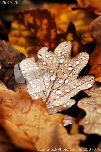 Image of Fallen leaves covered with raindrops
